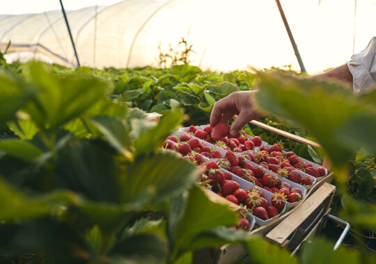 Winderbeeren - Erdbeeren